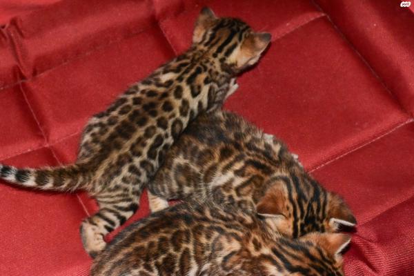 בית גידול רשמית של חתולים בנגלים