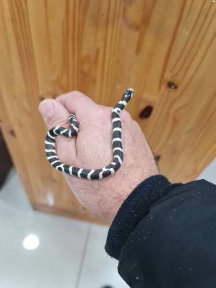 נחש קינג קליפורניה רגועה מאד