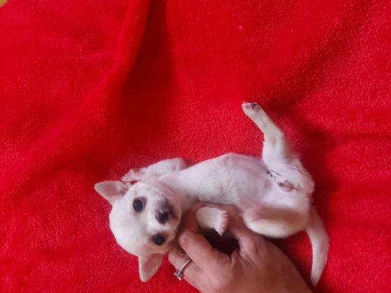 יפיפייה, תימסר לאחר חיסון ותילוע