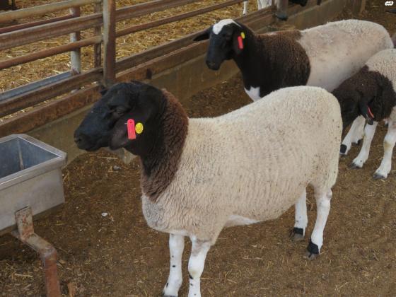 5 כבשים בנות שנתיים למכירה