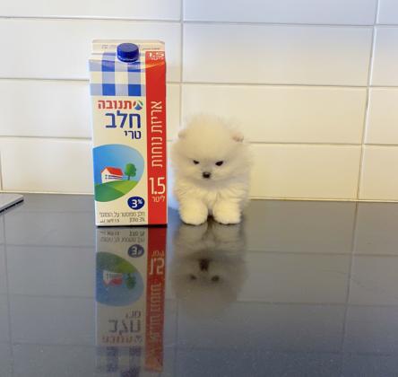 גור פומרניין מהמם בצבע לבן