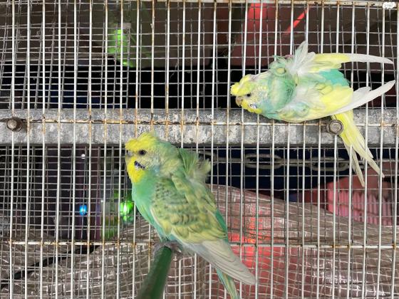 למכירה שני נקבות מיוחדות אחת