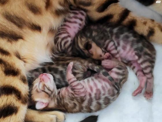 בית גידול רשמית של חתולים בנגלים