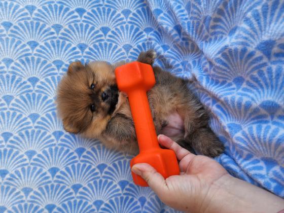 גור פומרניין ננסי בן חודשיים