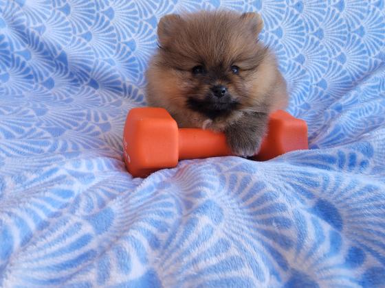 גור פומרניין ננסי בן חודשיים