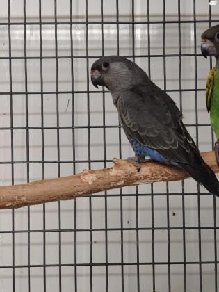 למכירה רופלס נקבה מטבעת 22