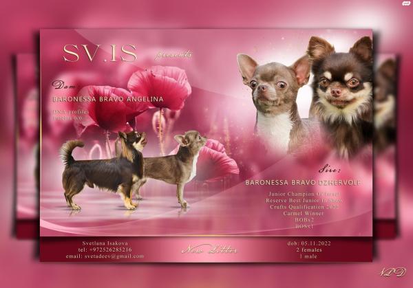 2 גורי צ״יוואווה ארוך שיער