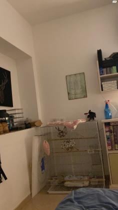 שוגר גלידר זכר,פנים וציפורניים לבנות