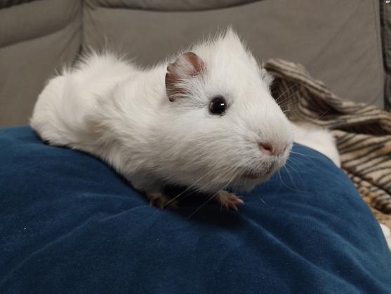 שרקנים מקסימים לבנים עם פרווה