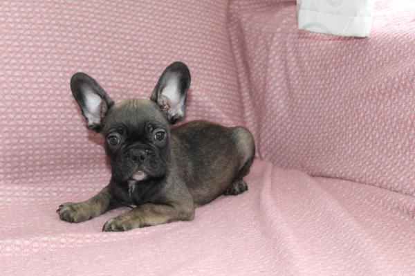 בולדוג צרפתי ברמה גבוהה מ...