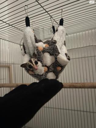 שוגר גלידר זכר,פנים וציפורניים לבנות