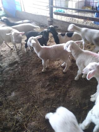 כבשים למכירה