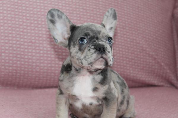 בולדוג צרפתי ברמה גבוהה מ...