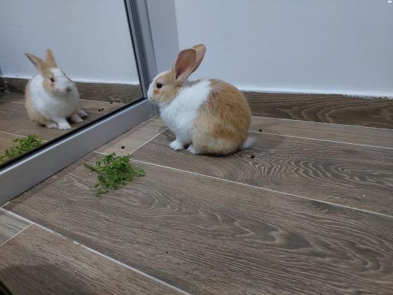 ארנב מעורב ננסי, בן חצי