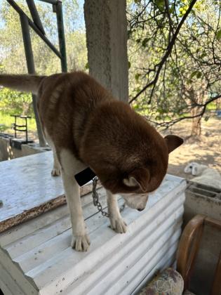 כלב האסקי בן בסביבות שנה