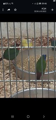 פינקים גולדנים בשלל מופעים יש