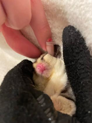 שוגר גלידר זכר,פנים וציפורניים לבנות