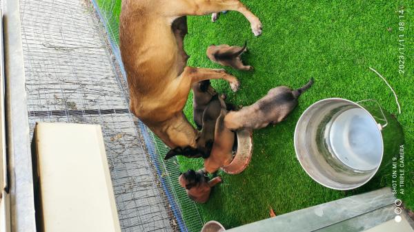 גורים ברמה אחרת ,עצם רחבה