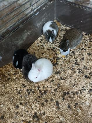 ארנבים ננסיים ישראלים נולדו לפני