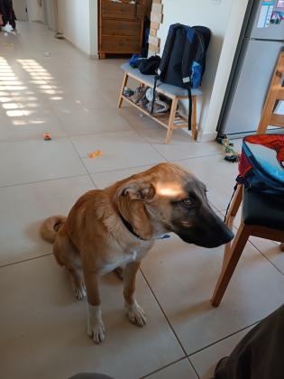 גור רועה כנעני מקסים בן