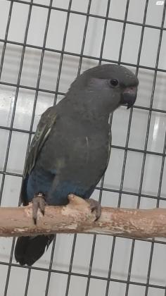 למכירה רופלס נקבה מטבעת 22