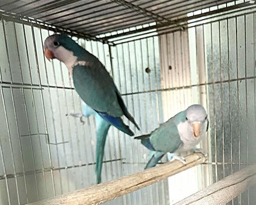 זוג קוואקר כחול מוכנים לריבויזוג מושלם