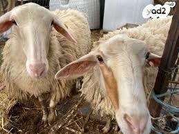 5 כבשים בנות שנתיים למכירה