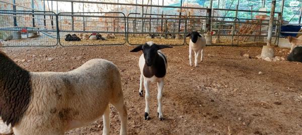 טלאים בני חודשיים למכירה