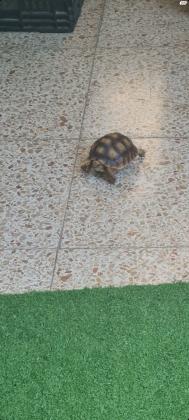 צב סודני מאושר לגידול על