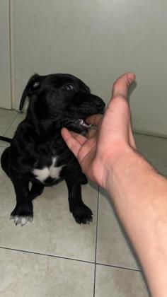 פיטבול גזעי בן חודש נמכר