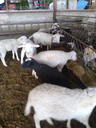 כבשים למכירה