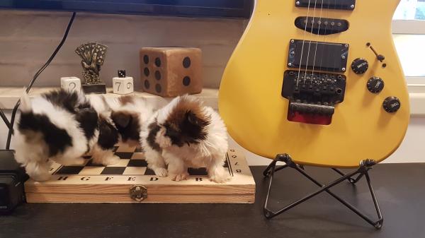 גורי שיצו רמה גבוהה ננסיים!!!