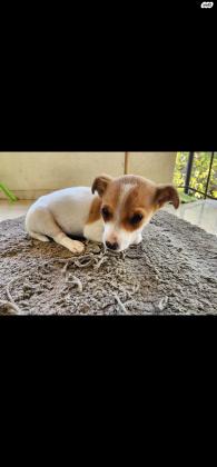 פינצ'רים מעורבים, מתוקיםמהממים