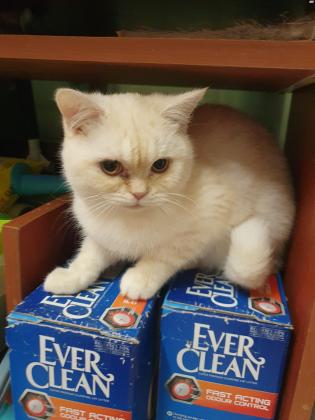 למסירה בחינם, שני זכרים בני