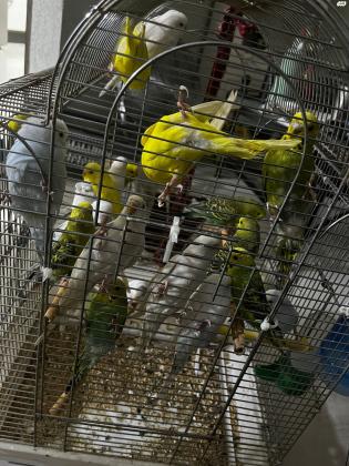 10 תוכונים בשלל צבעים זכרים