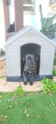 מלונה לכלב כתר רוחב 95