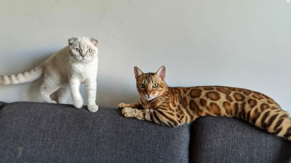 בית גידול רשמית של חתולים בנגלים