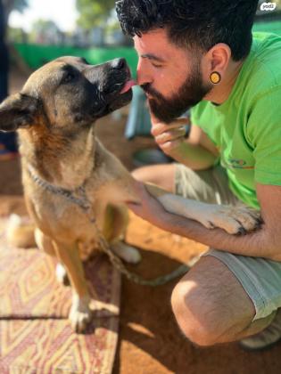 אקיטה מעורבת עם רועה גרמני,