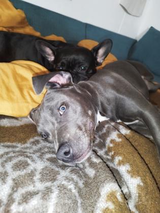 פיטבול בלו נאוז יפה מאוד מסתדרת עם כולם