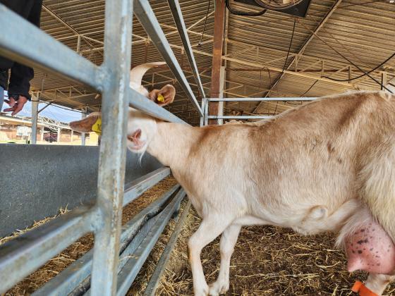 עיזים חולבות אלפיני אנגלו נובי