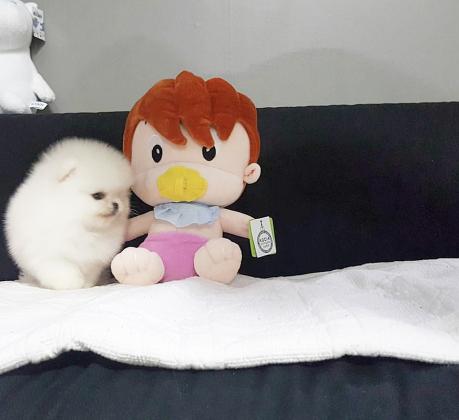 גור פומרניין מהמם בצבע לבן