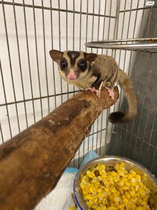 זוג שוגר גליידר (סנאי מעופף)