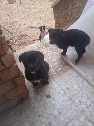 גורים מתוקים בורדר קולי מעורב