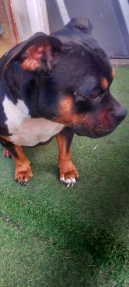 מציאה כל הקודם זוכה כלבת