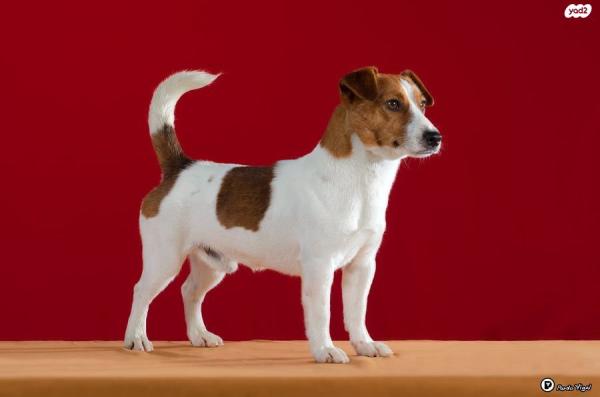 גורים ג״ק ראסל טרייר עם תעודות