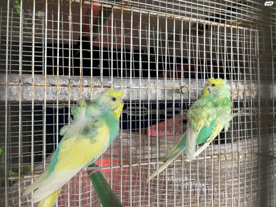 למכירה שני נקבות מיוחדות אחת