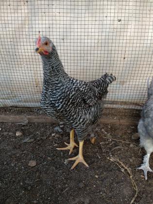 זכר פלימת רוק בן 4 חודשיםלא בשבת