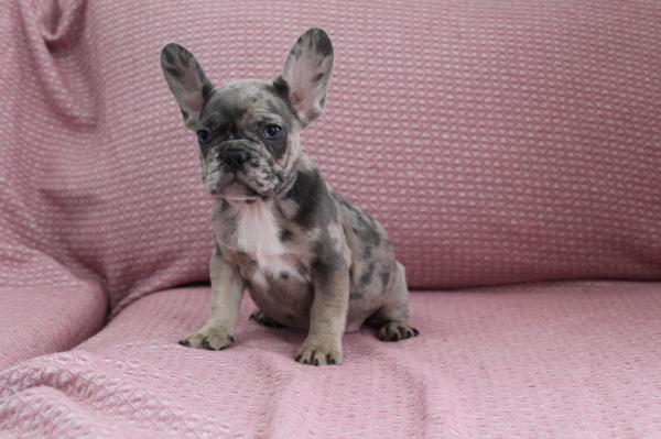 בולדוג צרפתי ברמה גבוהה מ...