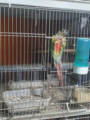 תוכי גרינציק גידול ביתי מחיר