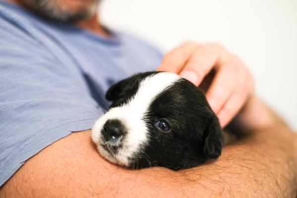 גורי וולש קורגי קרדיגן גזעיים למכירה